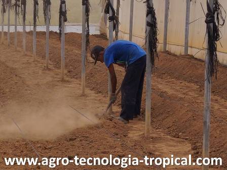 Los canteros de tierra se hacen mejorando el suelo con cascarilla de arroz y materia orgánica